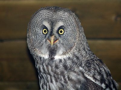 2008-01-09 / 3foislouna
par 3foislouna
