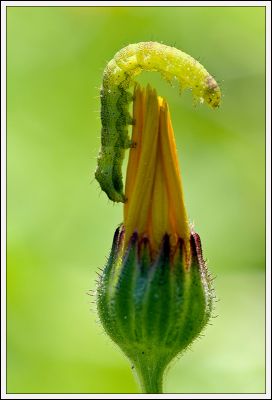 [Mars 2008] Renaissance de la nature / ISO_p
"Renaissance de la nature", par ISO_p
