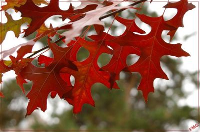 2007-10-27 / FMG
par FMG
