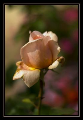 2007-09-25 / Deirdre
par Deirdre
