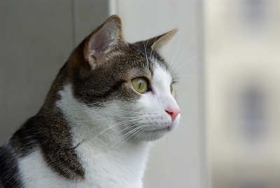 2008-11-26 /Chocolat
Par: Chocolat- [ Animaux de compagnie ]-
