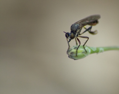 2009-06-01 / dedales
Par: dedales  -[ Macro ]-
