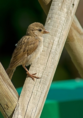 2009-08-03 / dedales
Par: dedales- [ Faune sauvage ]-
