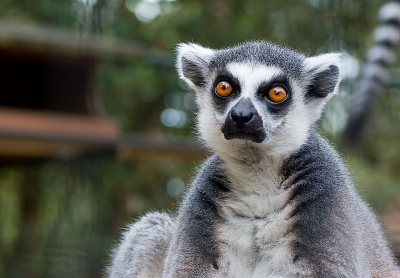 2009-09-04 / neo
Par: neosilencers - [ Zoo et parcs animaliers ]
