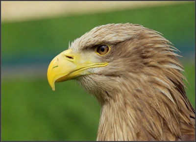 2009-09-07 / Leon
Par: Leon -[ Zoo et parcs animaliers ]
