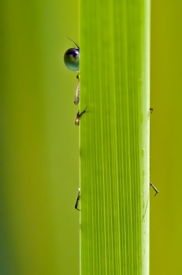 2009-09-14 / dedales
Par: dedales -[ Macro et proxi-photo ]-
