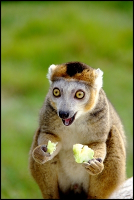 2009-09-22 / SCALPA
Par: SCALPA -[ Zoo et  parcs animaliers ]-
