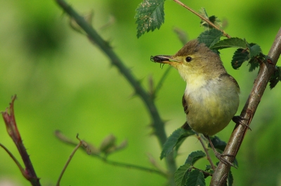 2009-11-09 / Lololag
Par: Lololag - [ Faune sauvage ]-

