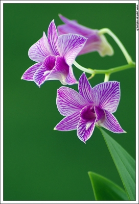 2010-01-09 / lolomtp34
Par: lolomtp34 - [ Fleurs ]
