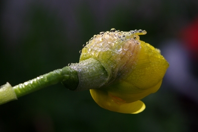 2010-03-30 / sorcier
par: sorcier - [ Fleurs ]-
