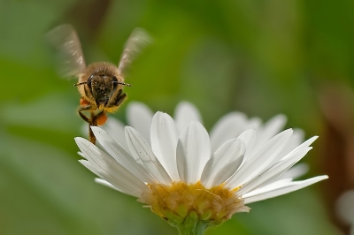 2010-06-15 /  dedales
Par:dedales -[ Macro et proxi-photo ]-
