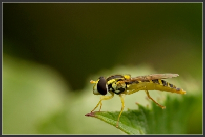 2010-07-27 /perreg
Par; perreg / [ Macro et proxi-photo ]
