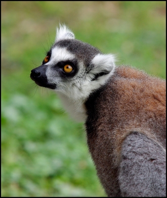 2010-09-12 /SCALPA 
PAR: SCALPA  - [ Zoo et  parcs animaliers ]
