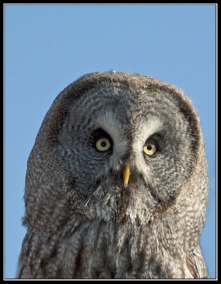 2010-10-25 / janfi.moyen
Par: janfi.moyen /[ Faune sauvage ]
