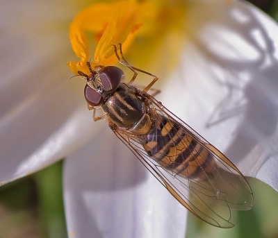 2010-02-08 / dedales
Par: dedales [ Macro et proxi-photo ]
