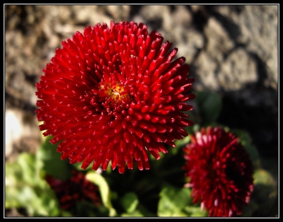 2009-03-16 / orahn59
Par: orahn59    -[ Fleurs ]-
