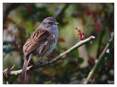 2008-03-30 / old_nick
Par: old_nick
