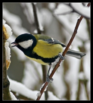 2008-12-17 / nana63
Par: nana63 -[ Faune sauvage ]-
