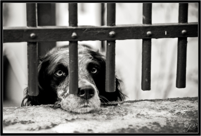 2009-01-12 / Wisounet
Par: Wisounet -[ Animaux de compagnie ]-
