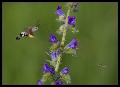 2009-06-29 / nana63
Par: nana63  -serie: Le grand defi des petits voleurs (insectes en plein vol- 
