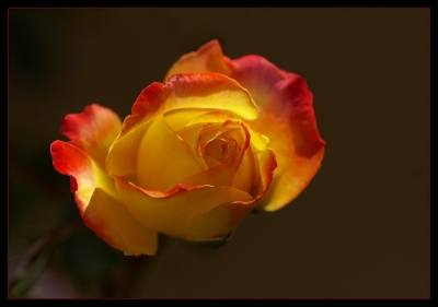 2009-08-06 / nana63
Par: nana63 -[ Fleurs ]-
