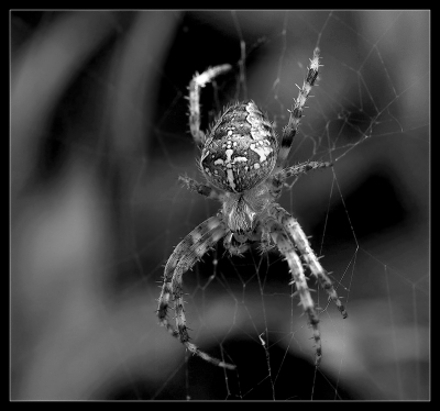 2009-11-10 / nana63
Par: nana63/ - [ Noir et Blanc, Sepia et désaturation partielle ]-
