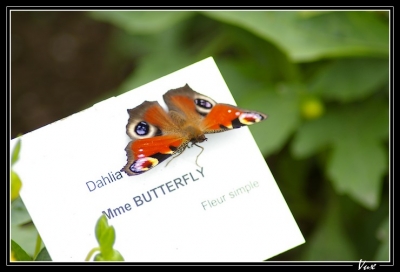 2008-07-26 / Vux
Par: Vux - [ Surprenant / Amusant ]
