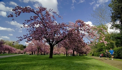 2009-04-22 / chd
Par: chd [ Arbres -Forets -Vegetation]
