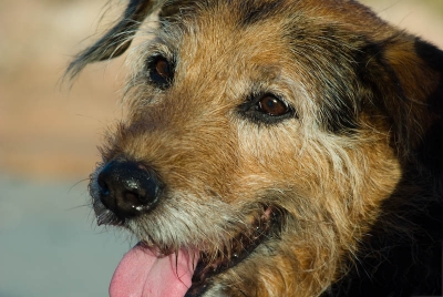 2008-11-05 / P30K100D
Par: P30K100D - [ Animaux de compagnie ]-
