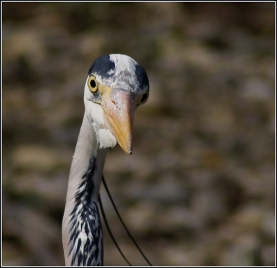 2009-04-06 / eki
Par: eki  [ Zoo et  parcs animaliers ]
