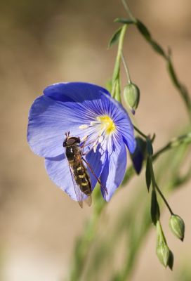 2008-04-27 / baboulin
Par: baboulin
