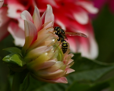 2008-08-09 / phildur78
Par: phildur78 -  dans : [ Insectes, * non macro * ]-
