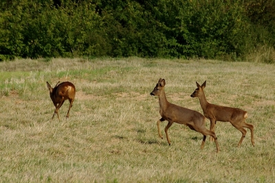 2008-09-30 / LeTaich11
Par: LeTaich11-[ Faune sauvage ]-
