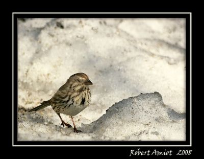 2008-04-07 / ramiot
Par: ramiot
