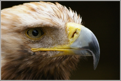 2008-10-29 / khedron
Par: khedron - [ Zoo et parcs animaliers ]-
