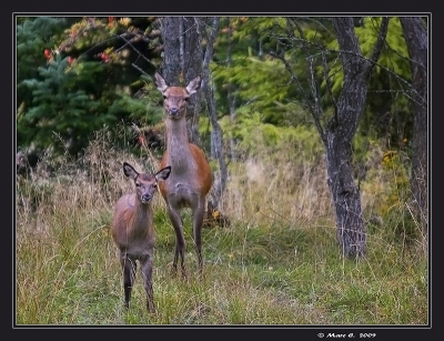 2009-10-12 / randos74
Par: randos74 -[ Faune sauvage ]-
