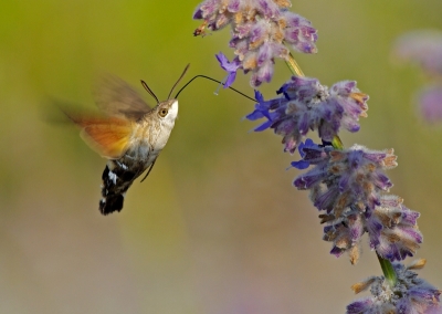2009-08-22 / JoCar 
Par: JoCar  -[ Macro et proxi-photo ]-

