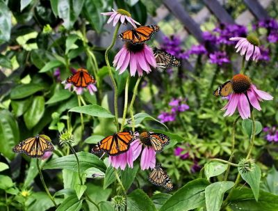 2008-02-10 / Pixel
Par: Pixel
