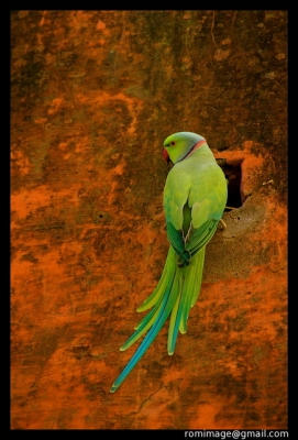 2008-08-26 / daisuke
Par: daisuke -[ Faune sauvage ]-
