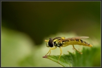 Nom du fichier=100726045141570887.jpg
Taille du fichier=179Ko
Dimensions : 793x533
Ajouté le : 26 Juillet 2010 100726045141570887.jpg