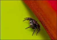 Nom du fichier=araigne02p.jpg
Taille du fichier=183Ko
Dimensions : 800x567
Ajouté le : 22 Mars 2010 araigne02p.jpg