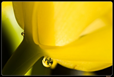 2008-11-24 / Sparcher
Par : Sparcher - dans [ Gouttes ]
