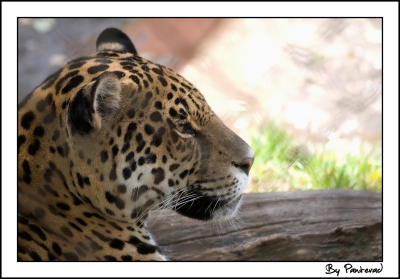 2008-08-30 / Panterad
Par : Panterad - dans  [ Zoo & parcs animaliers ]
