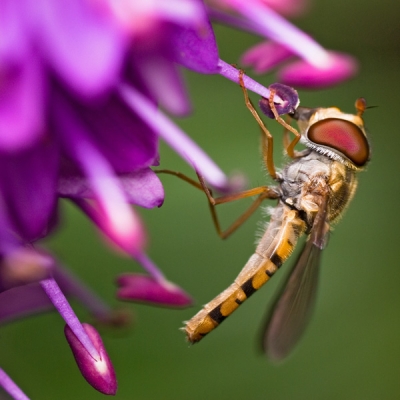 2008-06-01 / baboulin
Par : baboulin
