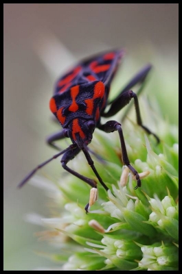 2008-09-22 / Cyril
Par : Cyril - dans [ Vos photos a theme : Macro ]
