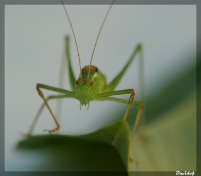 2008-07-27 / Davidof
Par : Davidof - dans : Vos photos a theme / [ Macro ]
