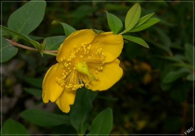 2008-09-11 / FMG
Par : FMG - dans [ Fleurs ]
