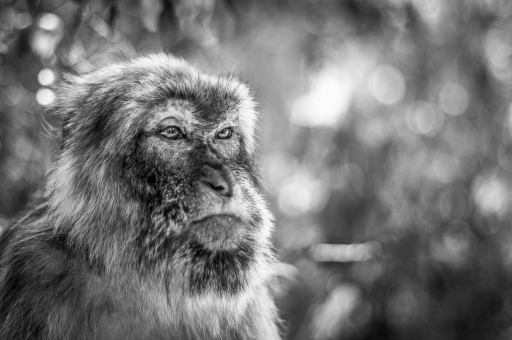 2015-09-17 / galuchar
galuchar [ Animaux domestiques ou captifs ]
