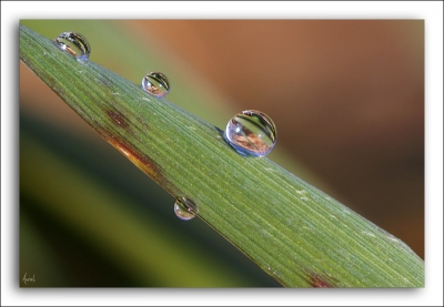 2009-01-07 / Aurel.
Par: Aurel. - [ Gouttes ]
