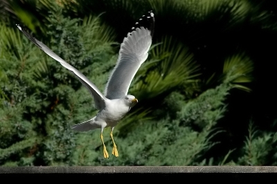 2009-12-02 / dedales
Par: dedales - [ Faune sauvage ]
